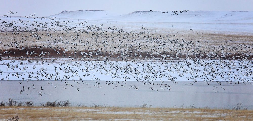 Snow Goose Migration