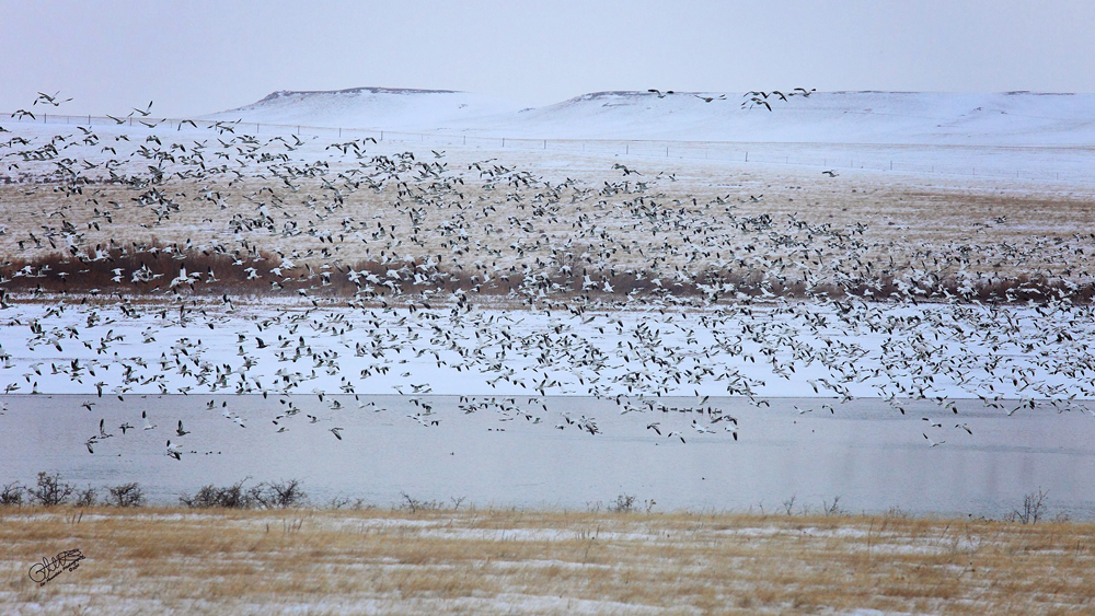 Snow Goose Migration