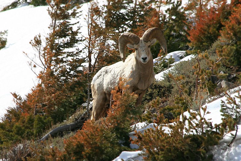 Wildlife Viewing