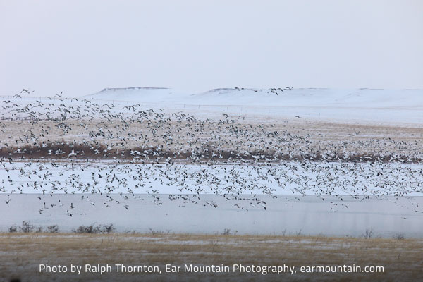 Snow geese over Freezout Lakes. Photo by Ralph Thorton, Ear Mountain Photography, earmountain.com