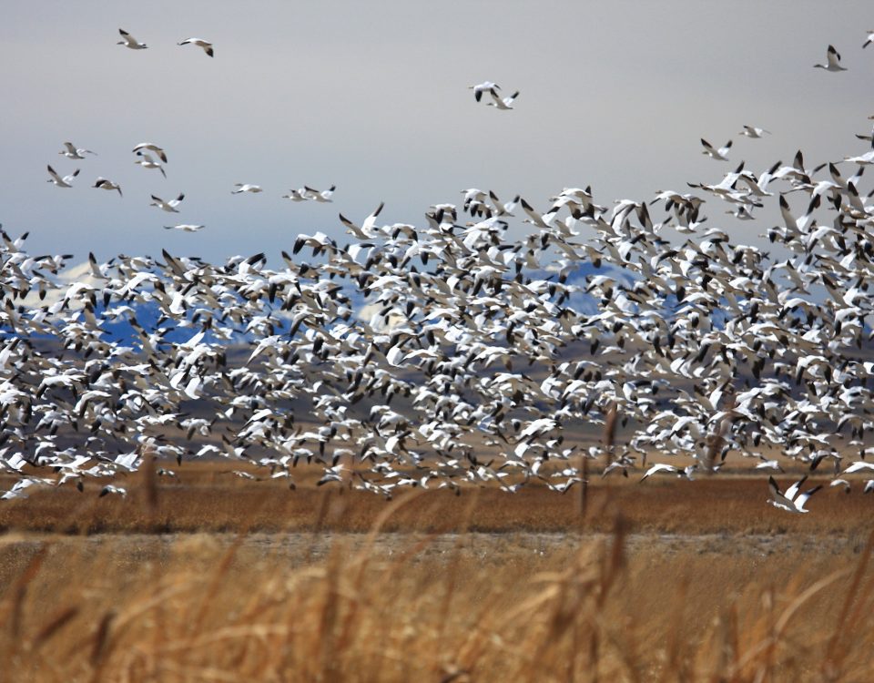 montana goose migration Archives * Visit Choteau