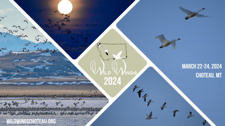 2024 Wild Wings FB Cover 768x433 
